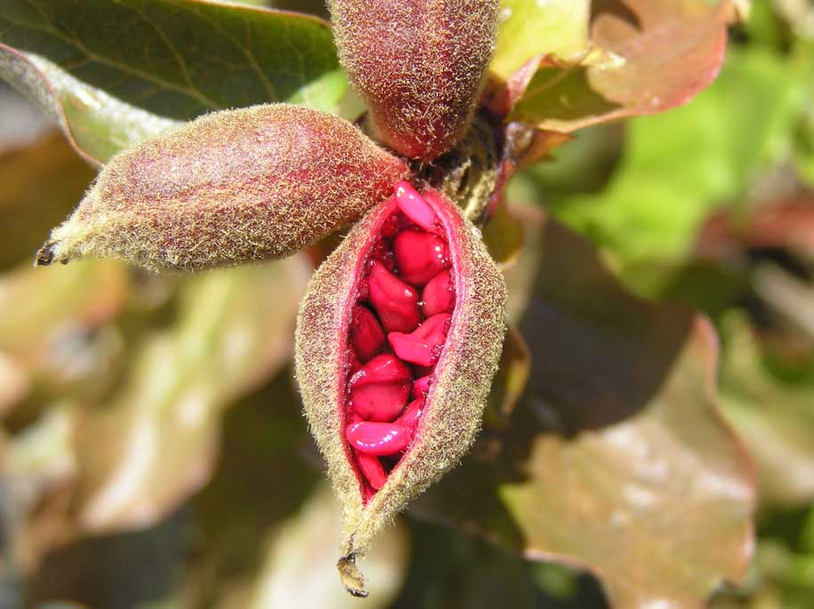 Paeonia morisii / Peonia di Moris